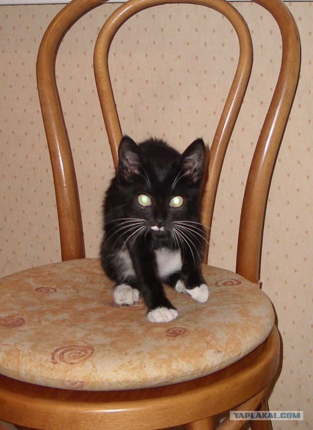 Котовторник 12.08.2014