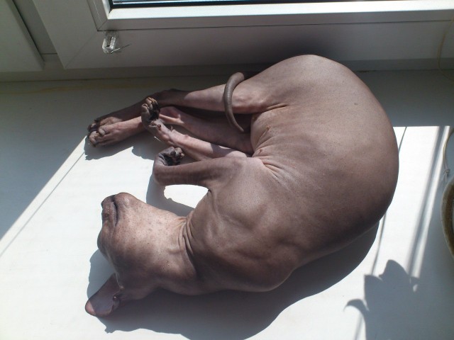 Котовторник 30.09.2014