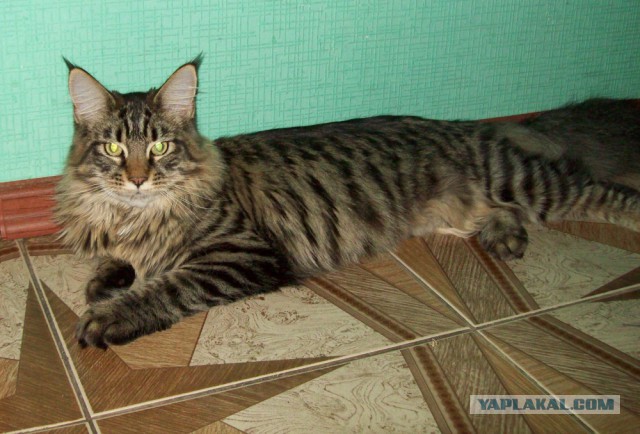 Кот попросил себя сфотографировать для Яп