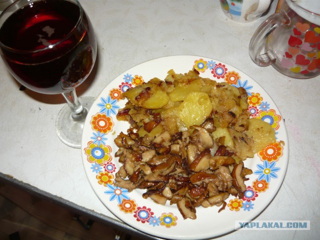 Вспомним лето! Вылазка за грибами.