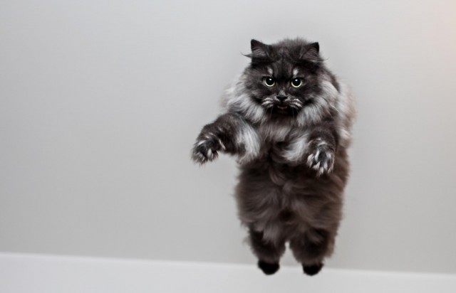 Прыгающие коты