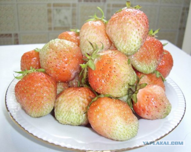 Зеленуха