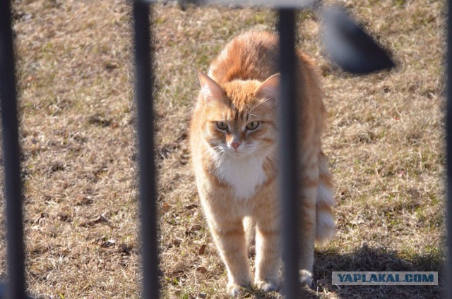 Деревенские коты
