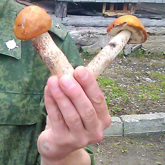 Про грибы