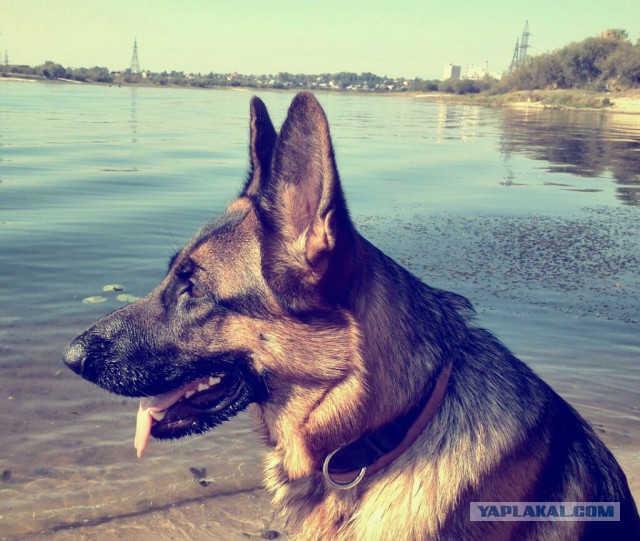 Собакочетверг