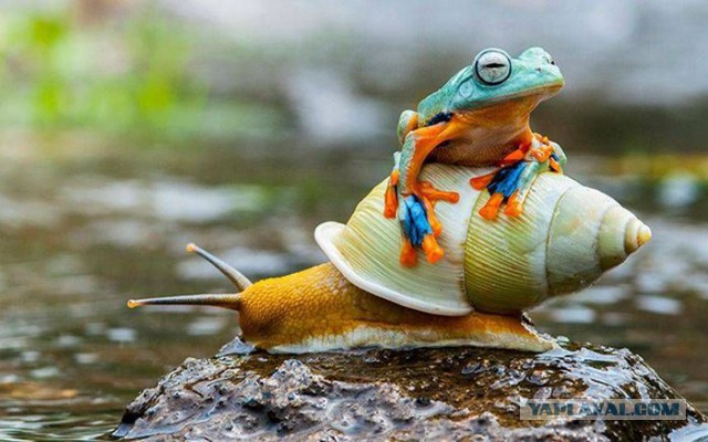 Фотоприколы