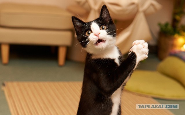 Котовторник