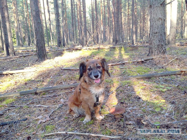 Удивительный мир грибов