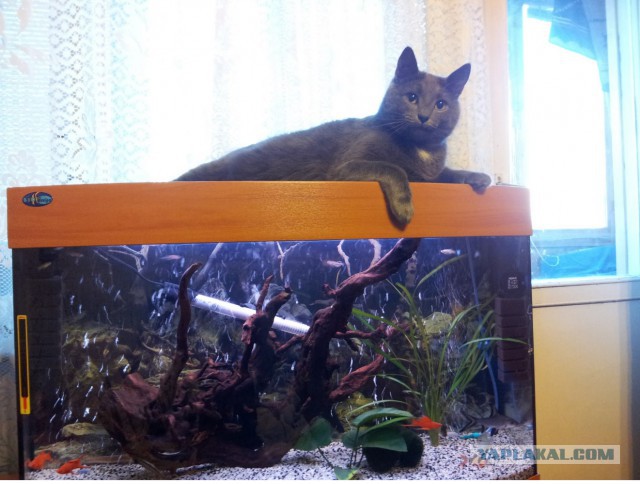 Котовторник 26.07 2016