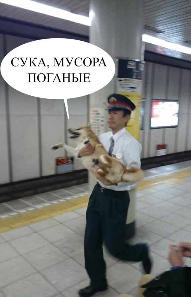 Собака - помогака.