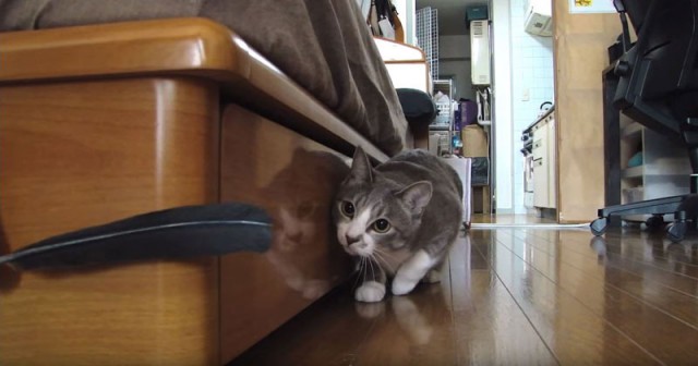 Коты из сети