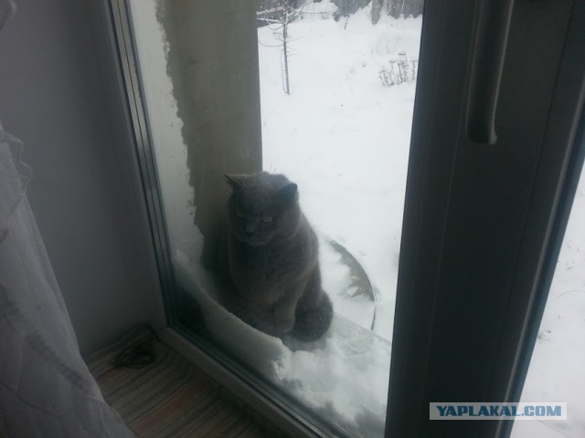 Котовторник 10.01.2017