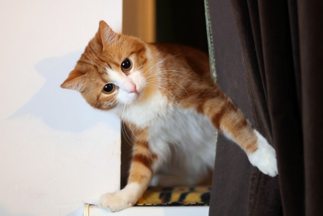 Жизнь рыжего кота, собаки