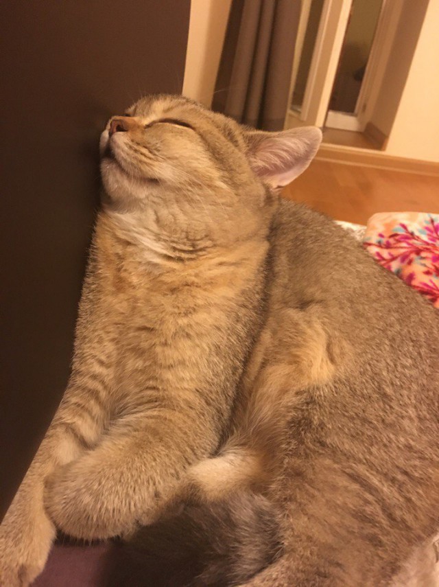 Коты и Кошки