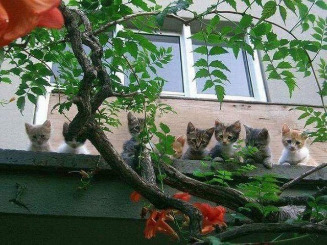 Коты и Кошки