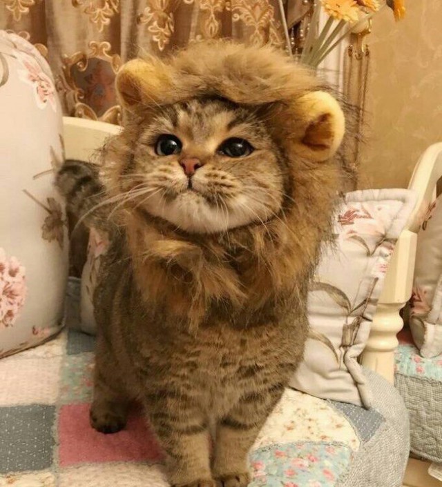 Коты и Кошки