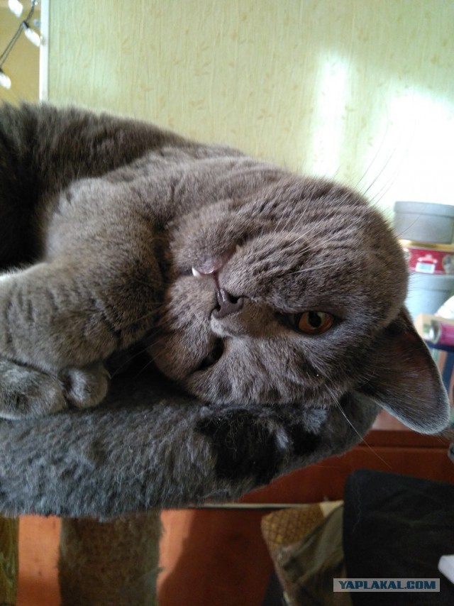 Котовторник 9.01.2018