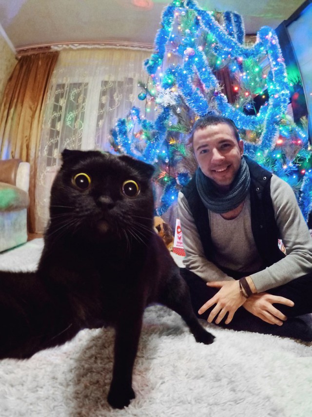 Прикольных котов пост