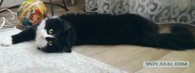 Котовторник 20.03.2018
