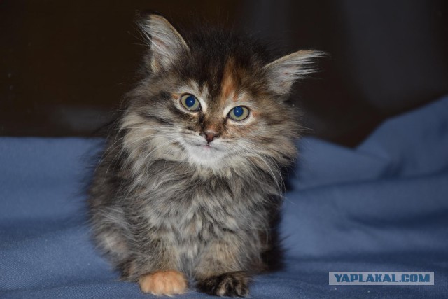Котовторник 20.03.2018