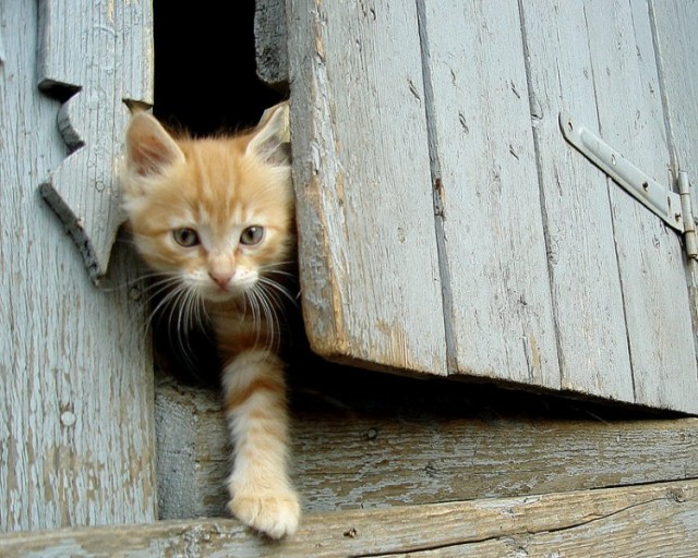 Уррааа! Котовторник на ЯПлакалъ!