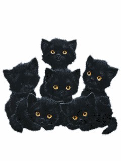 Котовторник: начало