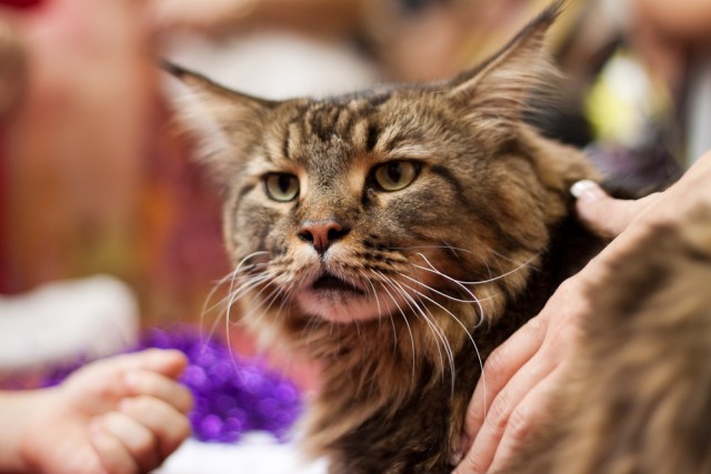 Для котовторника: Международная выставка кошек