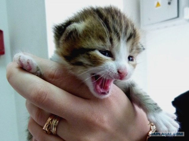 Котейкин вторник! Космический 12.04!