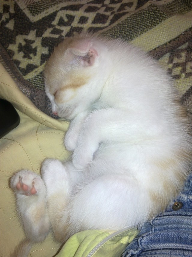 Котовторник
