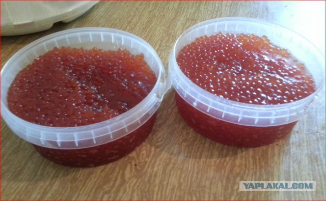 Суровая Камчатка