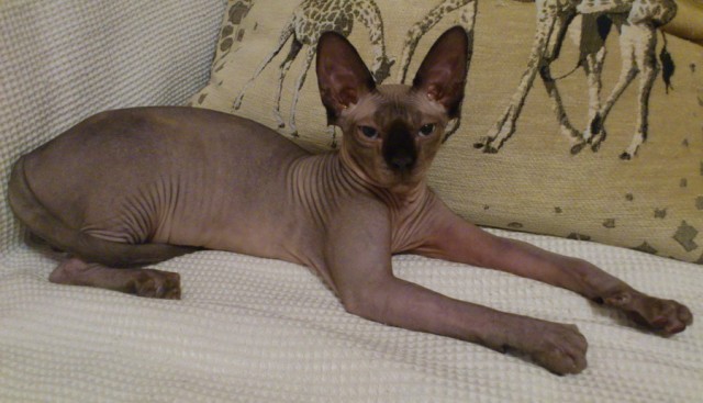 Котовторник 10.04.2012