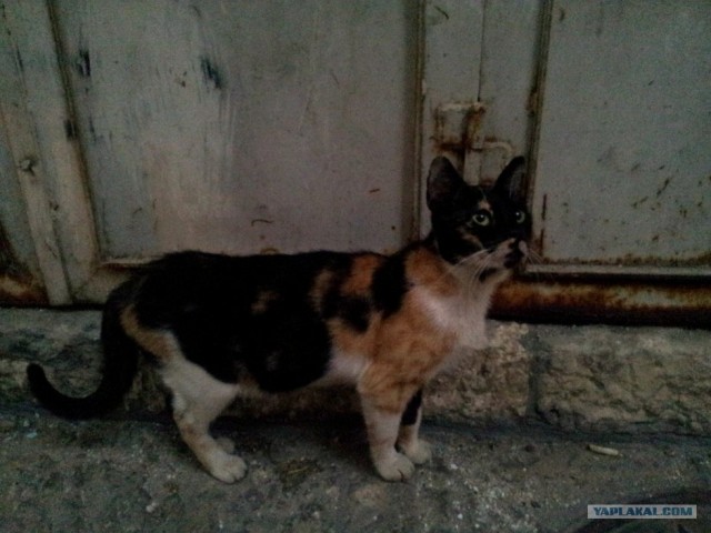 Котовторник  4.09.12
