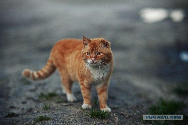 Новогодний Котовторник 01.01.2013