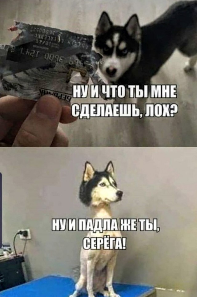 Картинки с надписями, истории и анекдоты 08.11.19