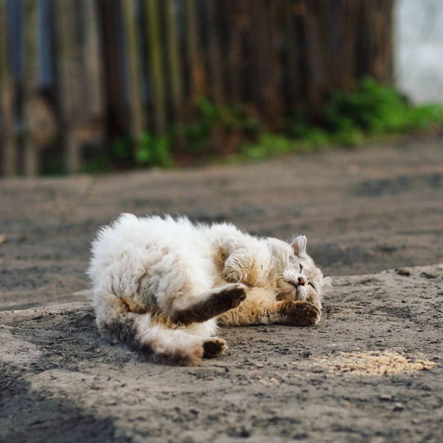 Деревенские котейки