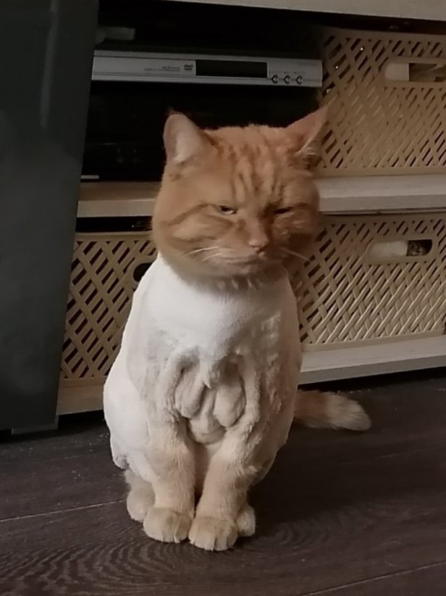 Забавные животные