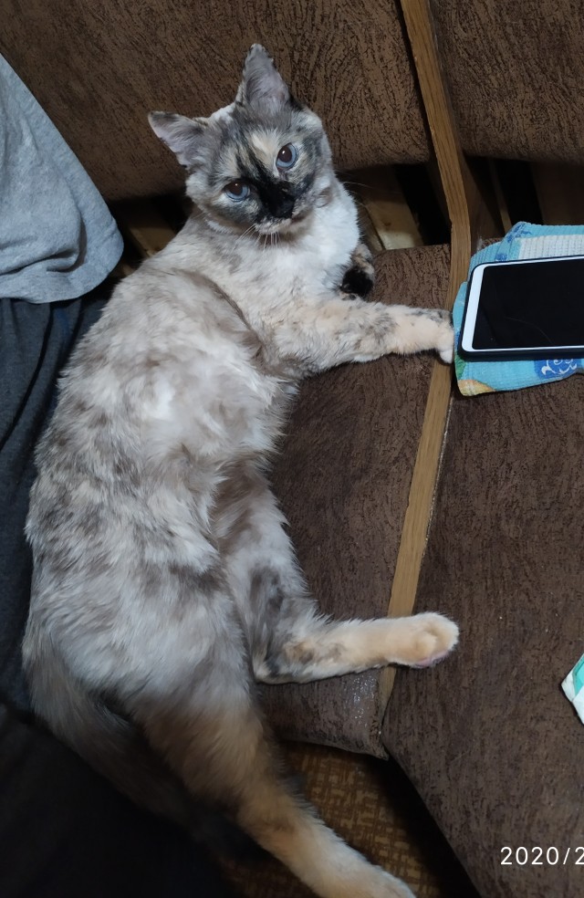 Котовторник