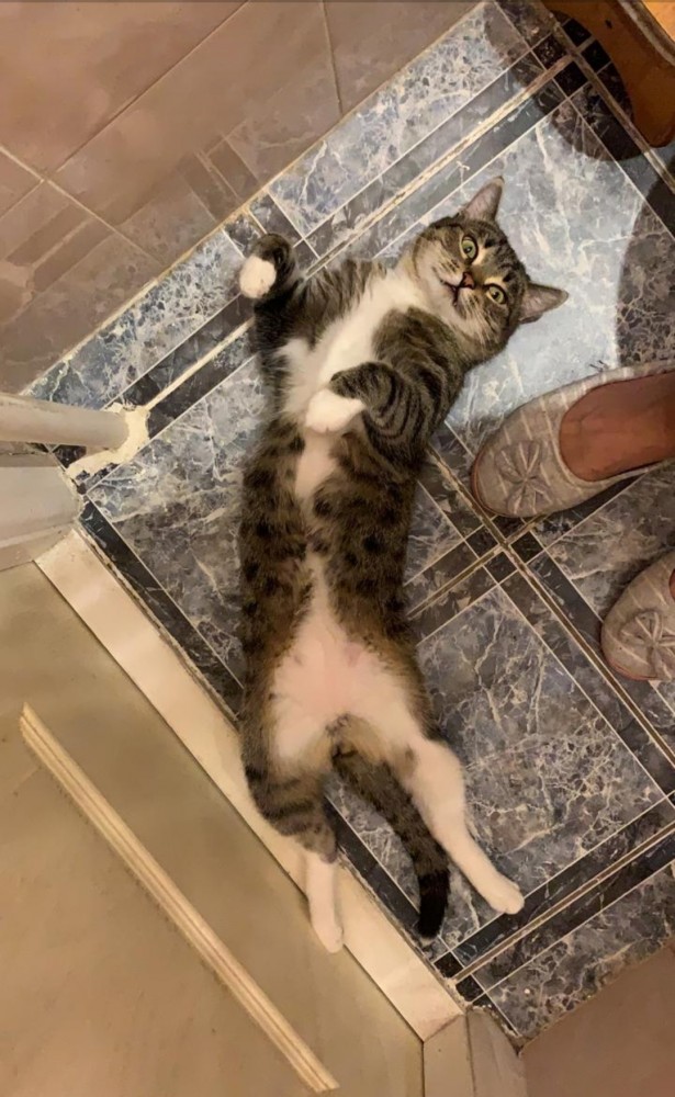 Хоба! Котовторник!