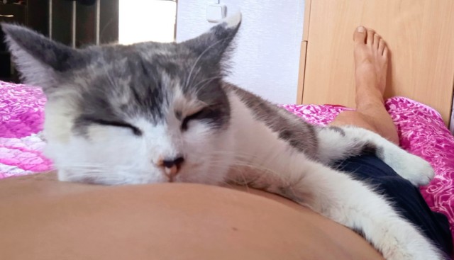 Кот и мужик выясняют чей диван