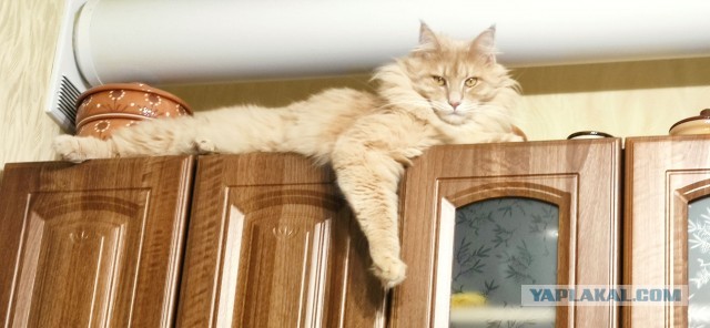 Котовторник 05.10.21 г