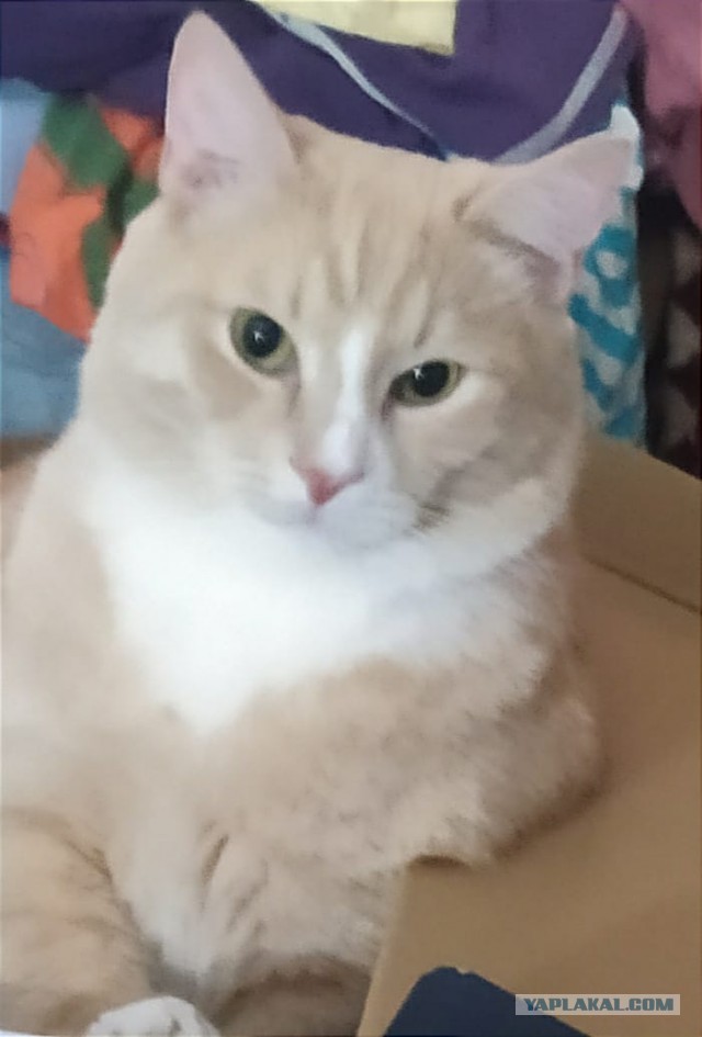 Котовторник