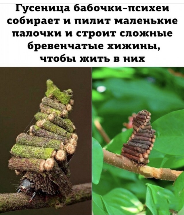 Весёлый полтишок 22.10