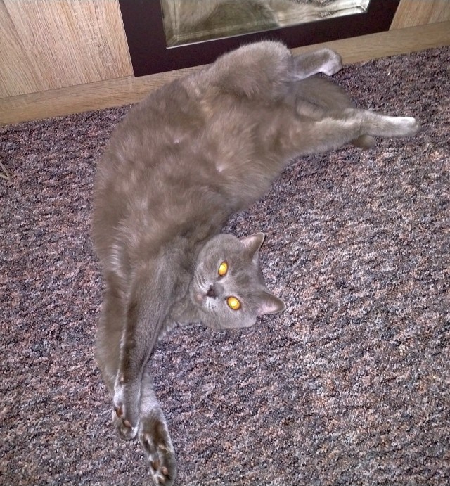 Вы, что спите? Вставайте, котовторник же!