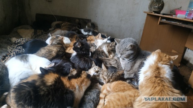 Котики в беде