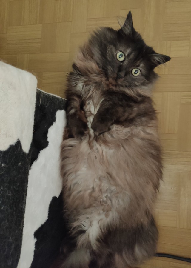 Котовторник! Пара фоток суровых котов.
