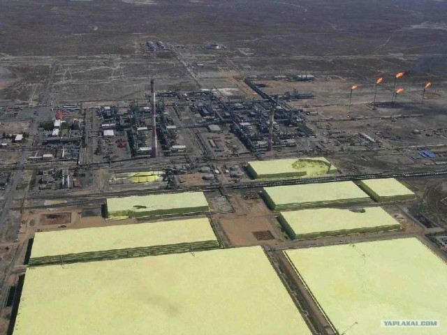 Они живут только 40 лет