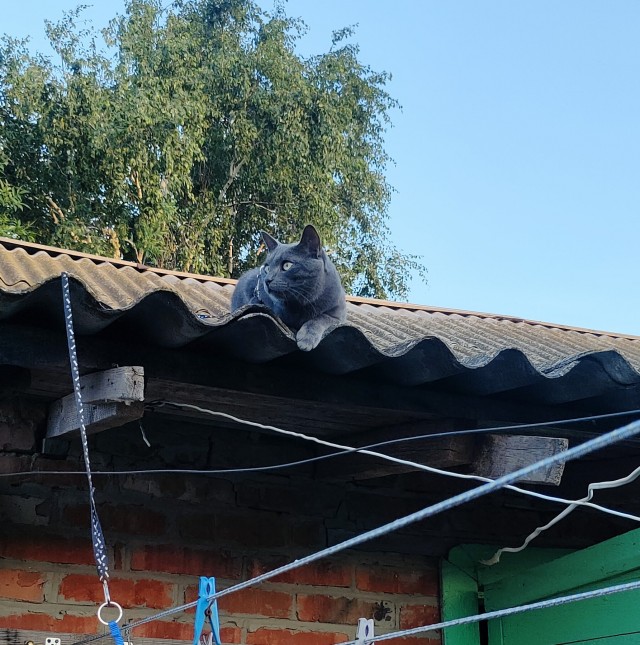 Ура! Котовторник.