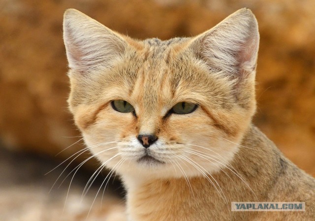 Барханный Кот
