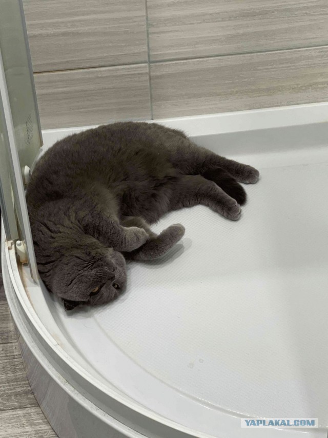 Шерстяной котовторник. Октябрь 2022