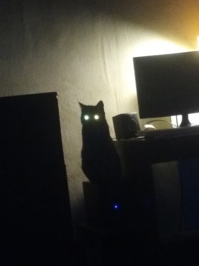 Почему грустят котики?